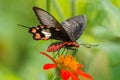 Common Rose butterfly Pachliopta aristolochiae Royalty Free Stock Photo