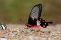 Common Rose Butterfly