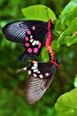 Common Rose butterfly Pachliopta aristolochiae matting Royalty Free Stock Photo