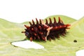 Common rose caterpillar