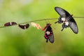 Common Rose Pachliopta aristolochiae butterfly life cycle Royalty Free Stock Photo