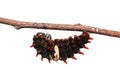 Common Rose Pachliopta aristolochiae caterpillar Royalty Free Stock Photo