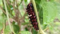 Common Rose Pachliopta aristolochiae caterpillars Royalty Free Stock Photo