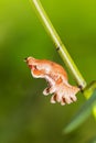 Common rose pupa