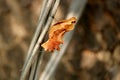 Common Rose Pupa, Hungund, Karnataka Royalty Free Stock Photo