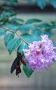 Common rose swallowtail butterfly on a Pink Indian Lilac Royalty Free Stock Photo