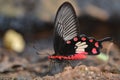 Common rose swallowtailed butterfly