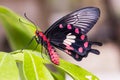 Common Rose & x28;Pachliopta aristolochiae goniopeltis& x29; butterfly Royalty Free Stock Photo