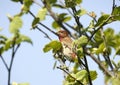 Common rosefinch.