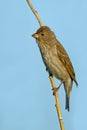 Common rosefinch