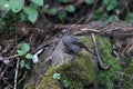 Common rosefinch female