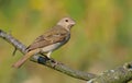 Common rosefinch sits on smal twig in the morning light