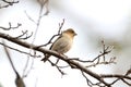 Common Rosefinch