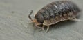 Common rough woodlouse Royalty Free Stock Photo