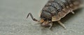 Common rough woodlouse Royalty Free Stock Photo