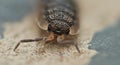 Common rough woodlouse Royalty Free Stock Photo