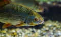 Common Rudd with its face in closeup, well spread fish through out the waters of Eurasia Royalty Free Stock Photo