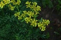 Common rue with flowers, Ruta graveolens, in garden, selected focus