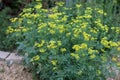 Common rue or herb of grace Ruta graveolens herbal plant in th