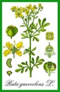 Common rue herbal