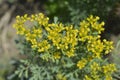 Common rue Royalty Free Stock Photo