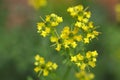 Common rue plant (Ruta graveolens)