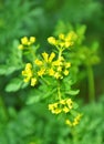 Common rue Ruta graveolens