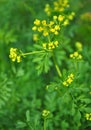 Common rue Ruta graveolens