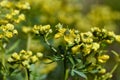 Common rue Ruta graveolens domestic remedy and medicinal herb,