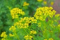 Common Rue, Ruta graveolens Royalty Free Stock Photo