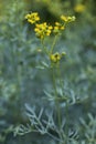 Common rue Ruta graveolens side view flowers, stem and leafs with a natural green unsharp background