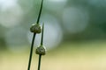 Common rush Juncus effusus, buds and flowers, Close up with shallow depth of field and bokeh Royalty Free Stock Photo