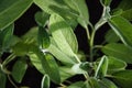 Common Sage, Broadleaf Sage - Salvia officinalis plants grow in herb garden Royalty Free Stock Photo