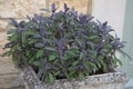 Common Sage growing in a pot on a doorstep in the UK