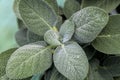 Common Sage Herb - Salvia officinalis Royalty Free Stock Photo