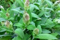 Common sage plant, aromatic herb and spice. Salvia officinalis in the garden Royalty Free Stock Photo