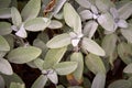 Common sage, Salvia officinalis