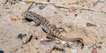 Common Sagebrush Lizard Royalty Free Stock Photo