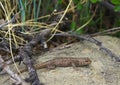Common sagebrush Lizard Royalty Free Stock Photo