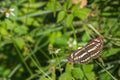 Common Sailer butterfly Neptis hylas Royalty Free Stock Photo