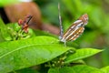 Common Sailor butterfly (Neptis hylas papaja) Royalty Free Stock Photo