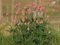 Common sainfoin blooming plant, Onobrychis viciifolia