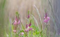 Common sainfoin or onobrychis viciifolia or sativa or esparcette flowers