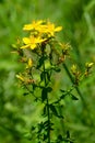 Common Saint John's Wort - Hypericum perforatum Royalty Free Stock Photo