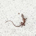 Common salamander