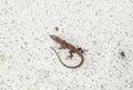 Common salamander