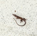 Common salamander