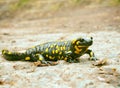 Common salamander