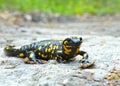 Common salamander