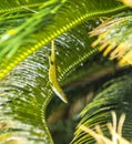 Common salamander in the palm tree